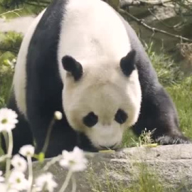 Vuelven a China dos pandas del zoo de Edimburgo