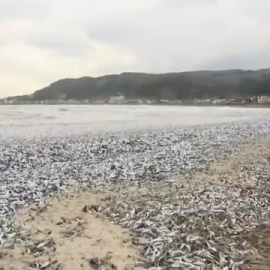 Miles de peces aparecen muertos en Japón en una playa de la isla de Hokkaido