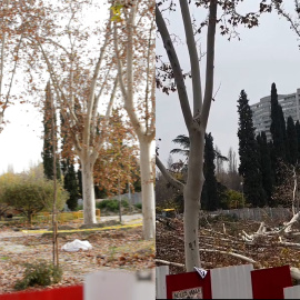 El arboricidio de Almeida y Ayuso toma forma: el antes y el después de la tala masiva en Madrid Río