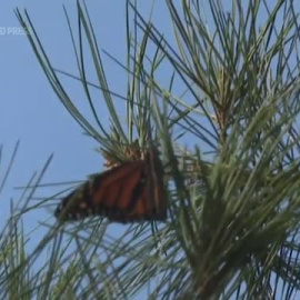 La población de mariposas monarca se recupera tras la caída de 2020
