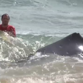 Aparece una ballena muerta en una playa de Hawái con gran cantidad de plásticos en su estómago 