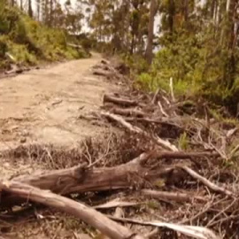 Los bosques australianos amenazados por la tala ilegal de árboles