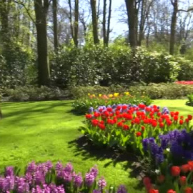 Los tulipanes, símbolo del esplendor de la primavera en Países Bajos 