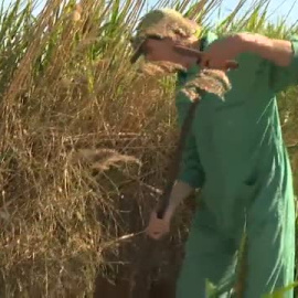 El Canal D´Urgell en Lleida echa el cierre 160 años después por la sequía