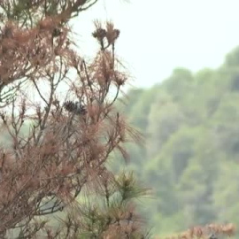 La sequía amenaza a los bosques y a árboles como los pinos