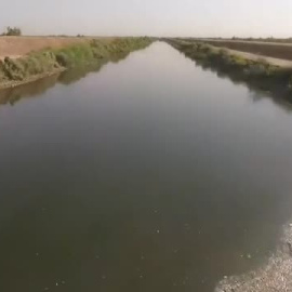Aparecen muertos miles de peces en un río al sur de Irak