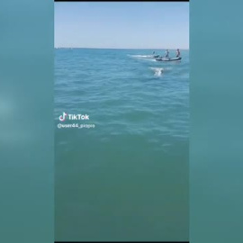 Una orca sorprende a los bañistas de una playa de Huelva