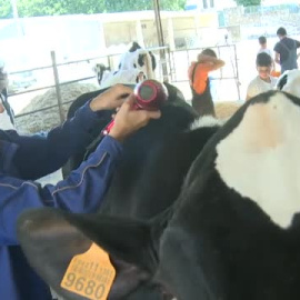 Un campamento de Lalín (Pontevedra) enseña a los más jóvenes todos los conocimientos para poder llevar una granja