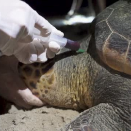 El aumento de la temperatura está influyendo en la reproducción de las tortugas marinas que desovan en nuestra costa