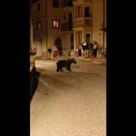 Una osa sorprende a los vecinos de un pueblo de Italia