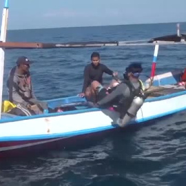 Biólogos indonesios monitorizan a los tiburones ballena, en peligro de extinción