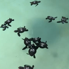 Nacen las primeras tortugas bobas de la temporada de la Albufera de Valencia