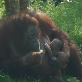 Nace un orangután de Borneo en un zoo de Reino Unido