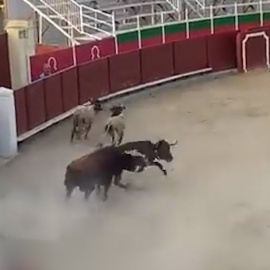 Las imágenes de sadismo y barbarie en las fiestas de Barbastro en un cruel acto taurino con niños de espectadores
