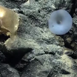 Científicos marinos hallan un raro organismo de color dorado en las profundidades del mar