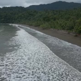 La migración de ballenas jorobadas a Colombia ayuda a reflotar la economía local