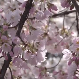 La primavera llega a Washington DC con el florecimiento de los cerezos