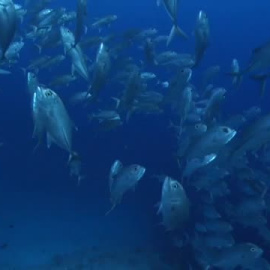 Llega 'La Hora del Planeta' 