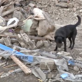Rescatan a mascotas abandonadas entre las ruinas de las ciudades bombardeadas en Ucrania