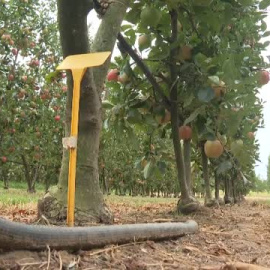 Excepcional cosecha de manzanas en Girona pese a las restricciones de agua