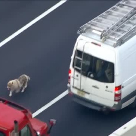 Un perro paraliza durante horas el tráfico de una autopista de Filadelfia en plena hora punta