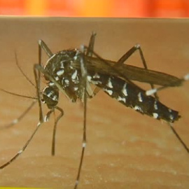 El calor lleva el mosquito tigre a Galicia