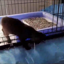 Marta, una gata de dos meses y medio que fue hallada bajo un coche aparcado en un parking privado