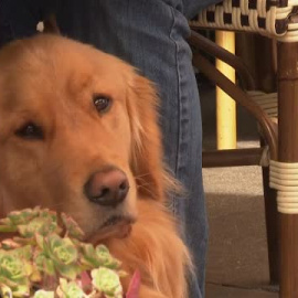 EEUU permitirá a los dueños de perros cenar con sus mascotas en las terrazas de los restaurantes