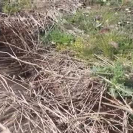 La agonía del Parque Nacional de las Tablas de Daimiel, solo el 7 por ciento de sus humedales tienen agua