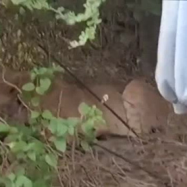 Los pastores masai matan otros 10 leones en Kenia