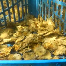 Se necesitan 60 millones de ostras para regenerar el Mar Menor