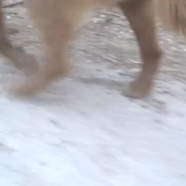 Encontramos en Portugal al perro más longevo del mundo