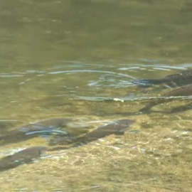 La sequía obliga al ayuntamiento de Girona a trasladar a los peces del río Oñar a otro con más agua