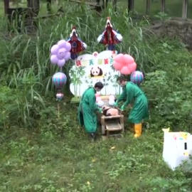 El Zoo de la ciudad china de Chongqing celebra los 100 días de su nueva cría de oso panda