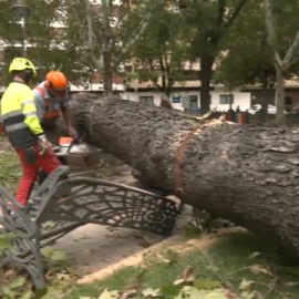 La borrasca Bernard tira 200 árboles en Córdoba