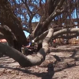 Dos emblemáticos árboles sobreviven a los terribles incendios de Hawai de este verano