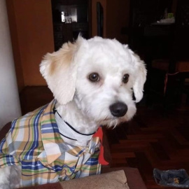 El perro Luno estuvo tres semanas en las aduanas del Aeropuerto de Madrid y ahora espera en una perrera autonómica al juicio por su caso.