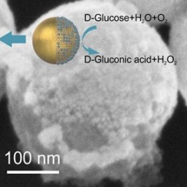 Desarrollan nanomotores que se propulsan con azúcar. /IBEC
