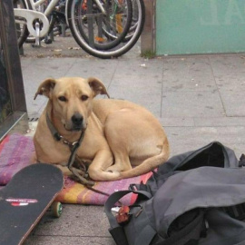 Sota, la perra que murió por un disparo de la Guardia Urbana. / EUROPA PRESS