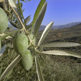 Detalle de una rama en un olivar de Jaén. EFE/José Pedrosa