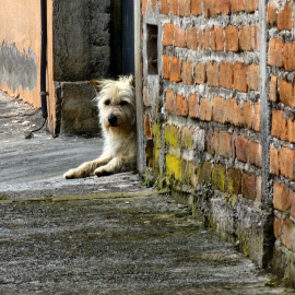 Imagen de archivo de un perro callejero