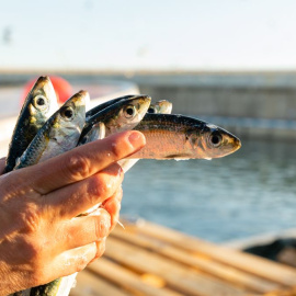 I tota la pesca” és una campanya per reconèixer el paper essencial del sector pesquer