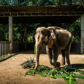 Imagen de archivo de un elefante de 72 años come en el Santuario de Elefantes de Phuket, Tailandia.
