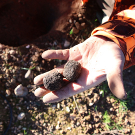 Imatge d'arxiu d'un home collint tòfones a Tarragona.