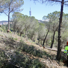 Operaris treballant en el desbrossament de vegetació amb la Torre de Collserola de fons