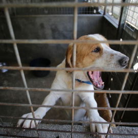 Foto de archivo. Un perro en una de las jaulas de la Sociedad Protectora de animales de Lugo, a 16 de marzo de 2023.