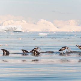 Pingüinos en la Antártida