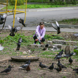 Imagen de un criadero de palomas y pichones.