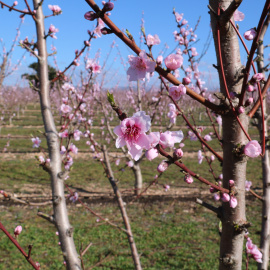 Flors de presseguers, en un camp de Benissanet
