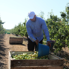 Recolida de la pera a Aitona (Segrià), en una imatge d'arxiu.